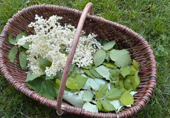 Incroyables Chemins-balade-découverte-initiation-plantes-medicinales-comestibles-morbihan-auray-ploemel-carnac-etel-trinité-plouharnel