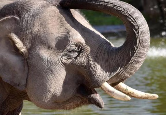 Elephant d_Asie