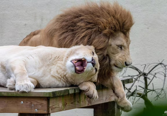 Lion d_Afrique