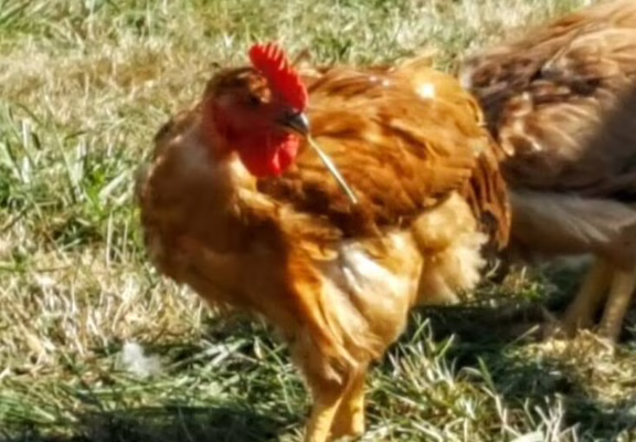 PHOTO POULET
